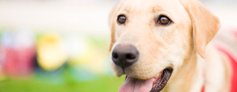 盲導犬普及の支援事業