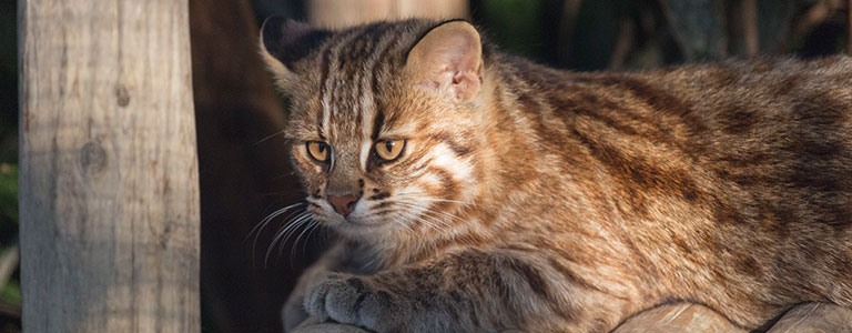 希少野生動物支援対策事業